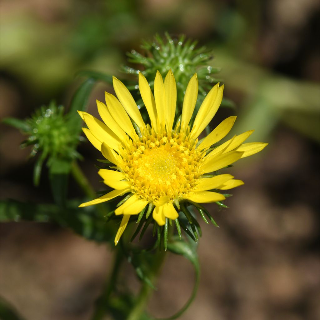 Gomplant - Grindelia integrifolia