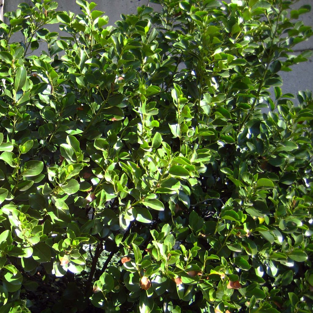 Griselinia littoralis - Kapuka