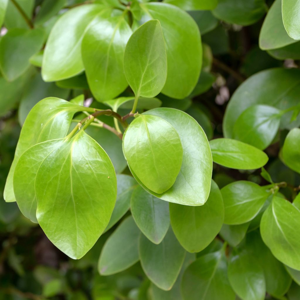 Griselinia littoralis - Kapuka