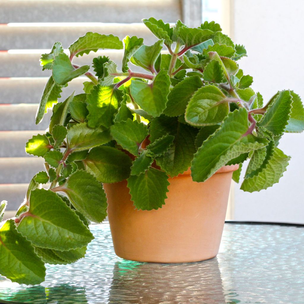 Cubaanse oregano - Plectranthus amboinicus