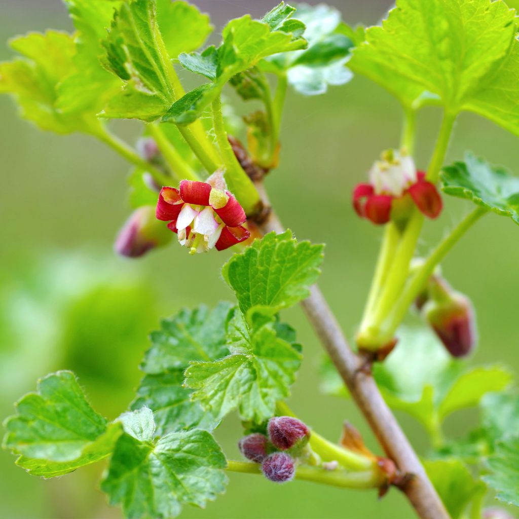 Jostabes - Ribes nidigrolaria