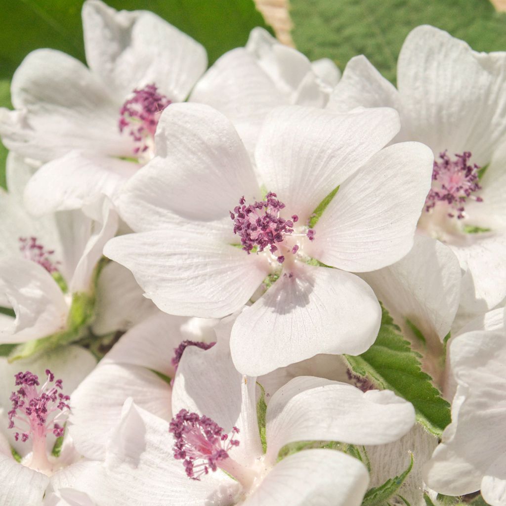 Althaea officinalis - Heemst