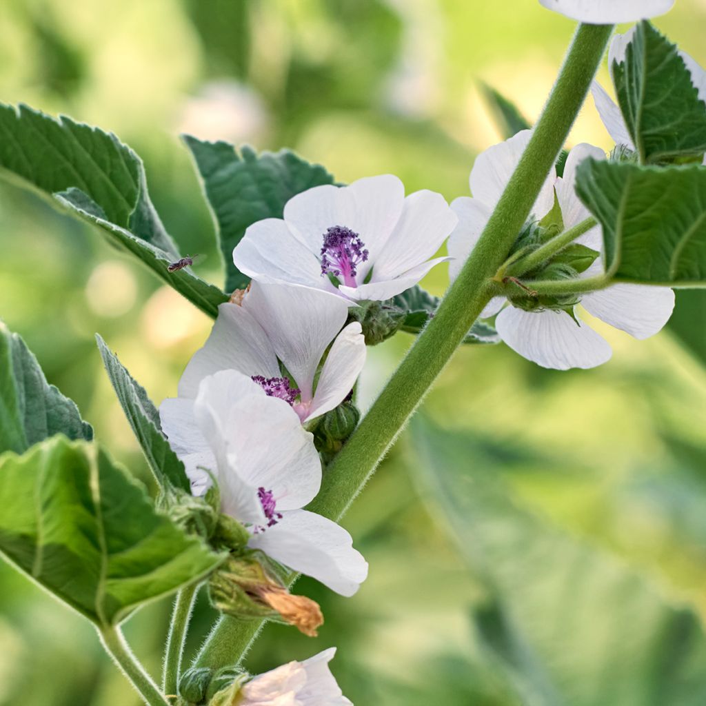 Althaea officinalis - Heemst