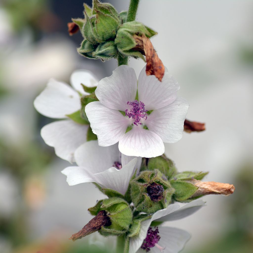 Althaea officinalis - Heemst