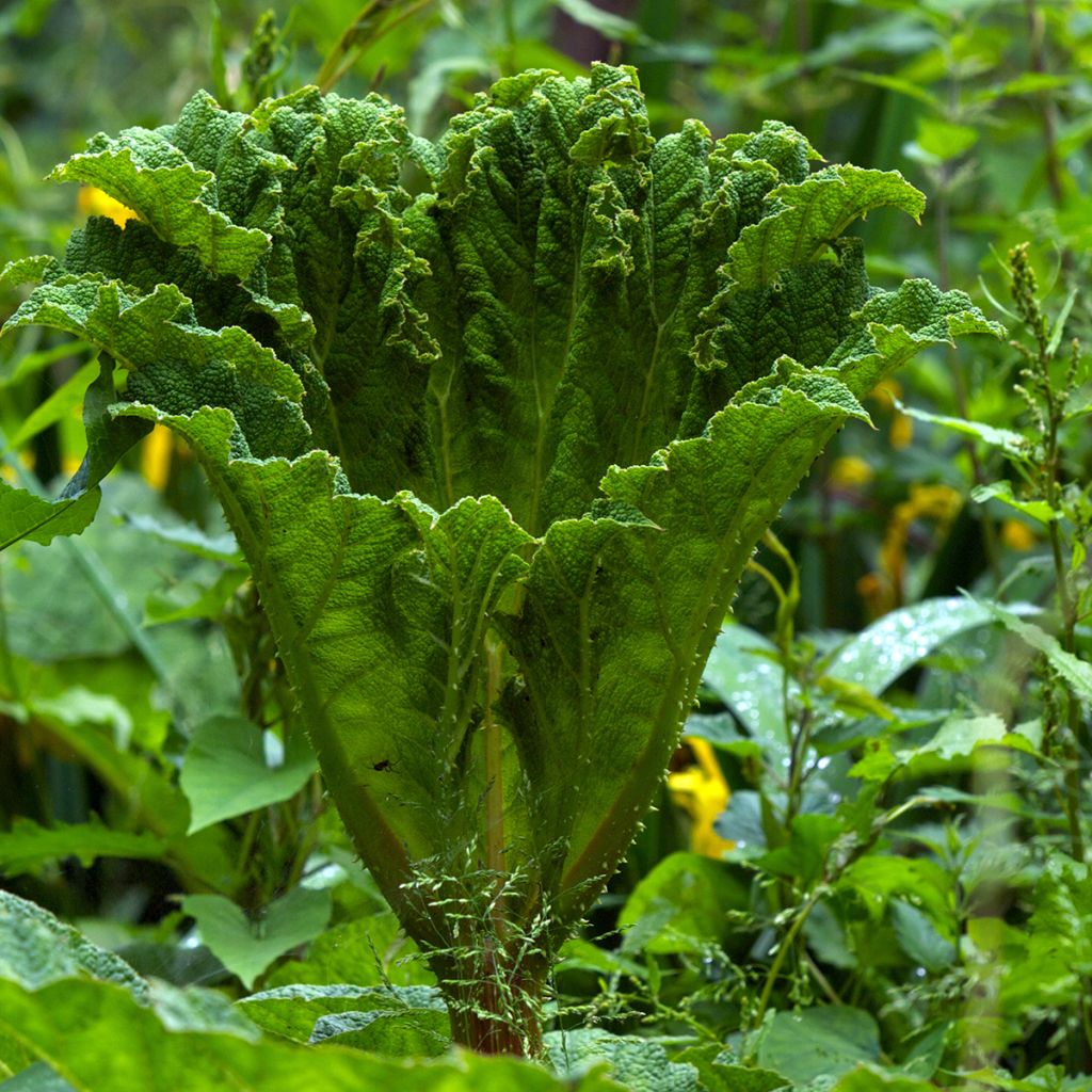 Gunnera manicata - Mammoetblad