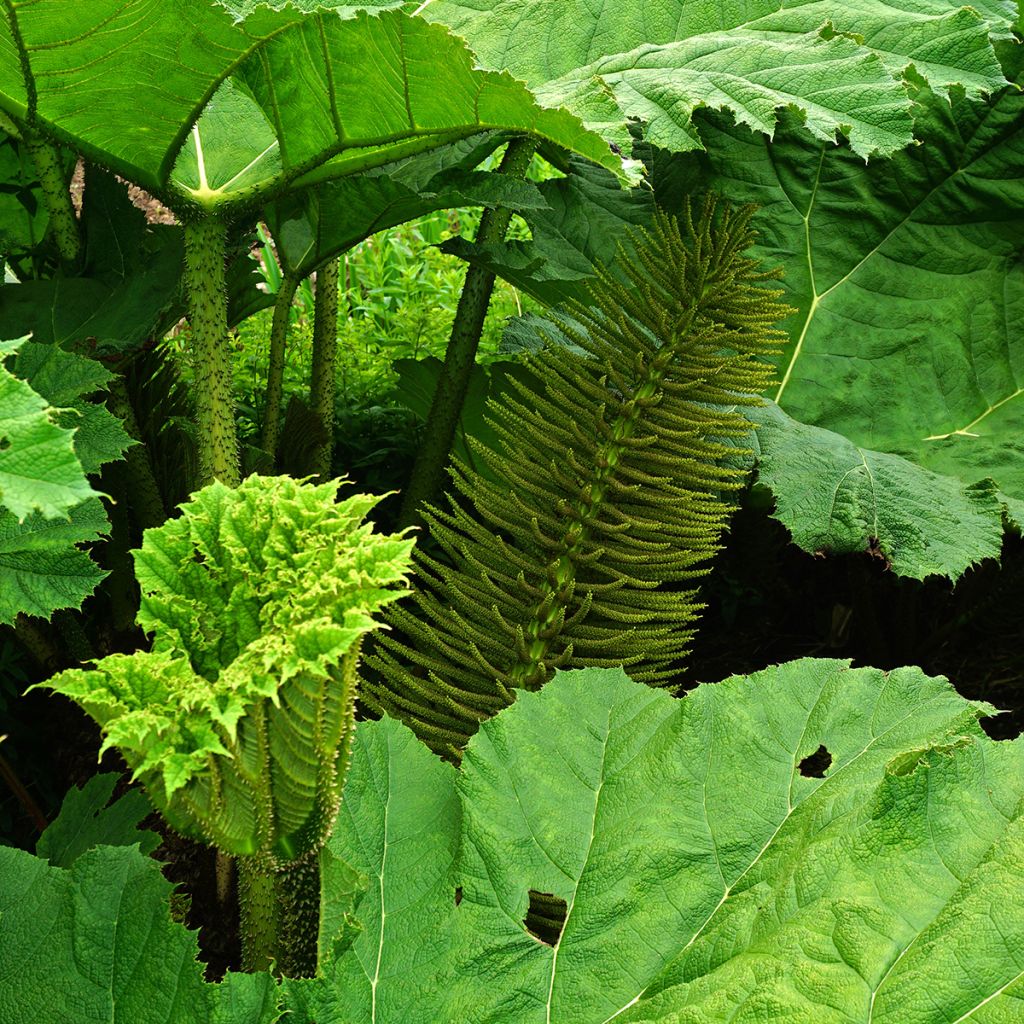 Gunnera manicata - Mammoetblad