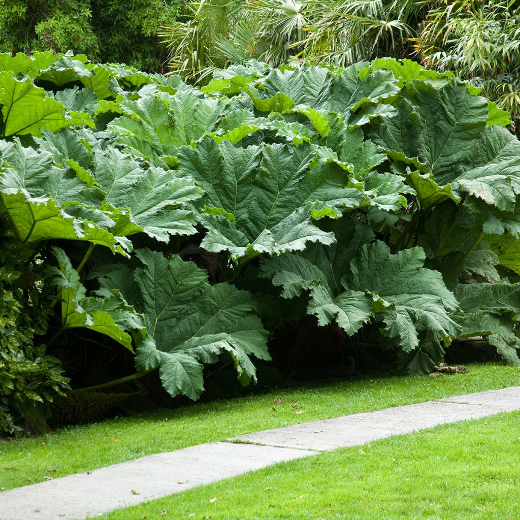 Gunnera manicata - Mammoetblad