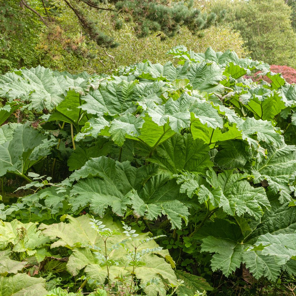 Gunnera tinctoria - Reuzenrabarber