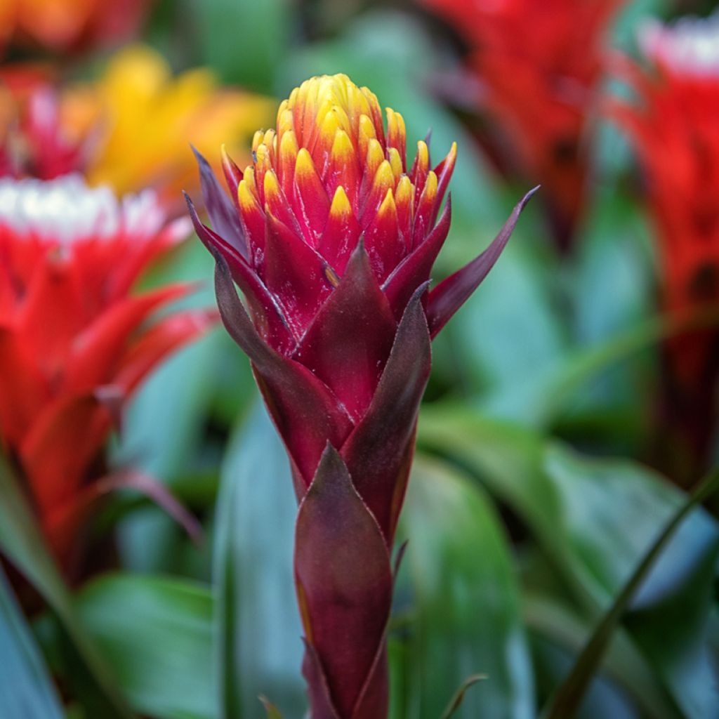 Guzmania Akabar - Luchtbromelia
