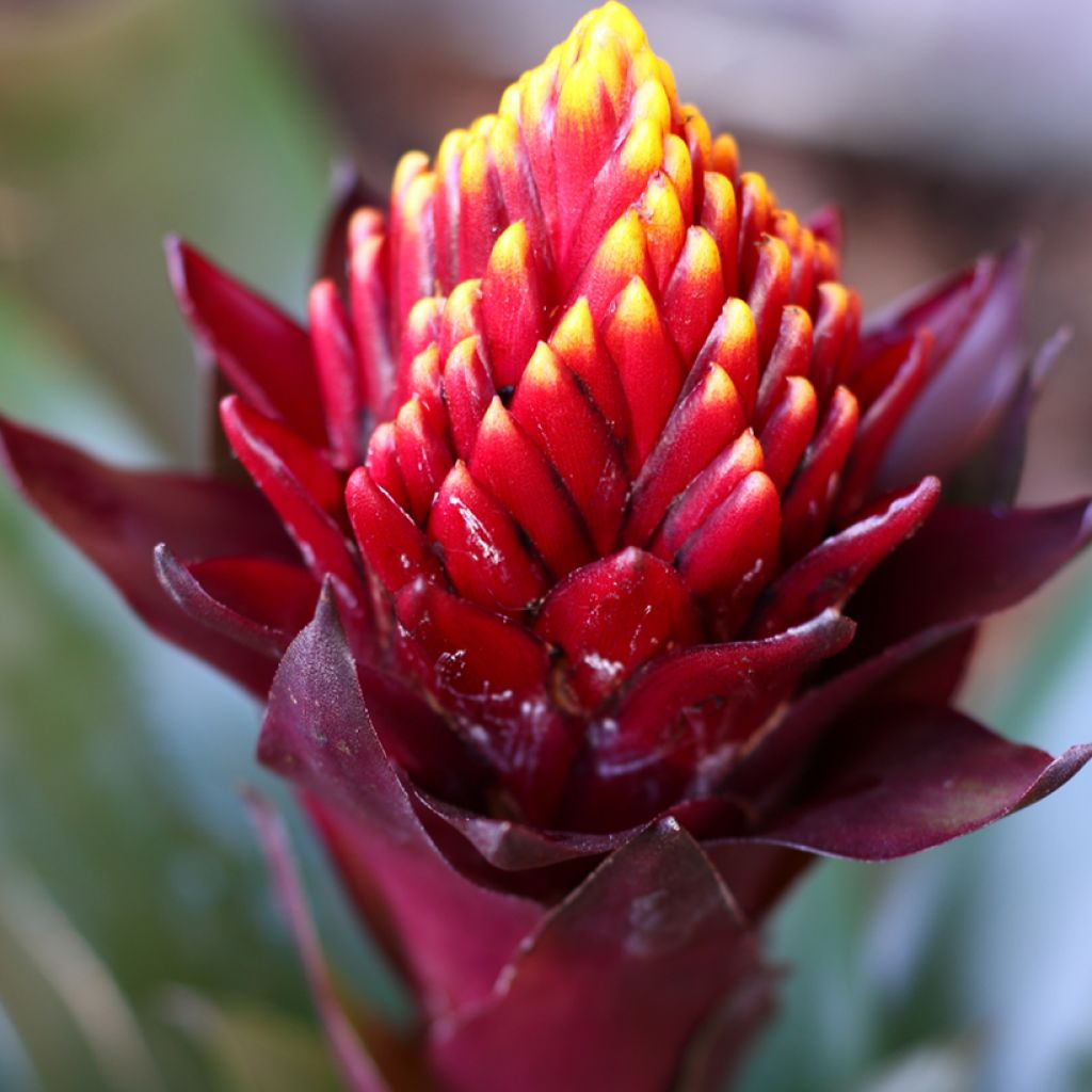 Guzmania Akabar - Luchtbromelia