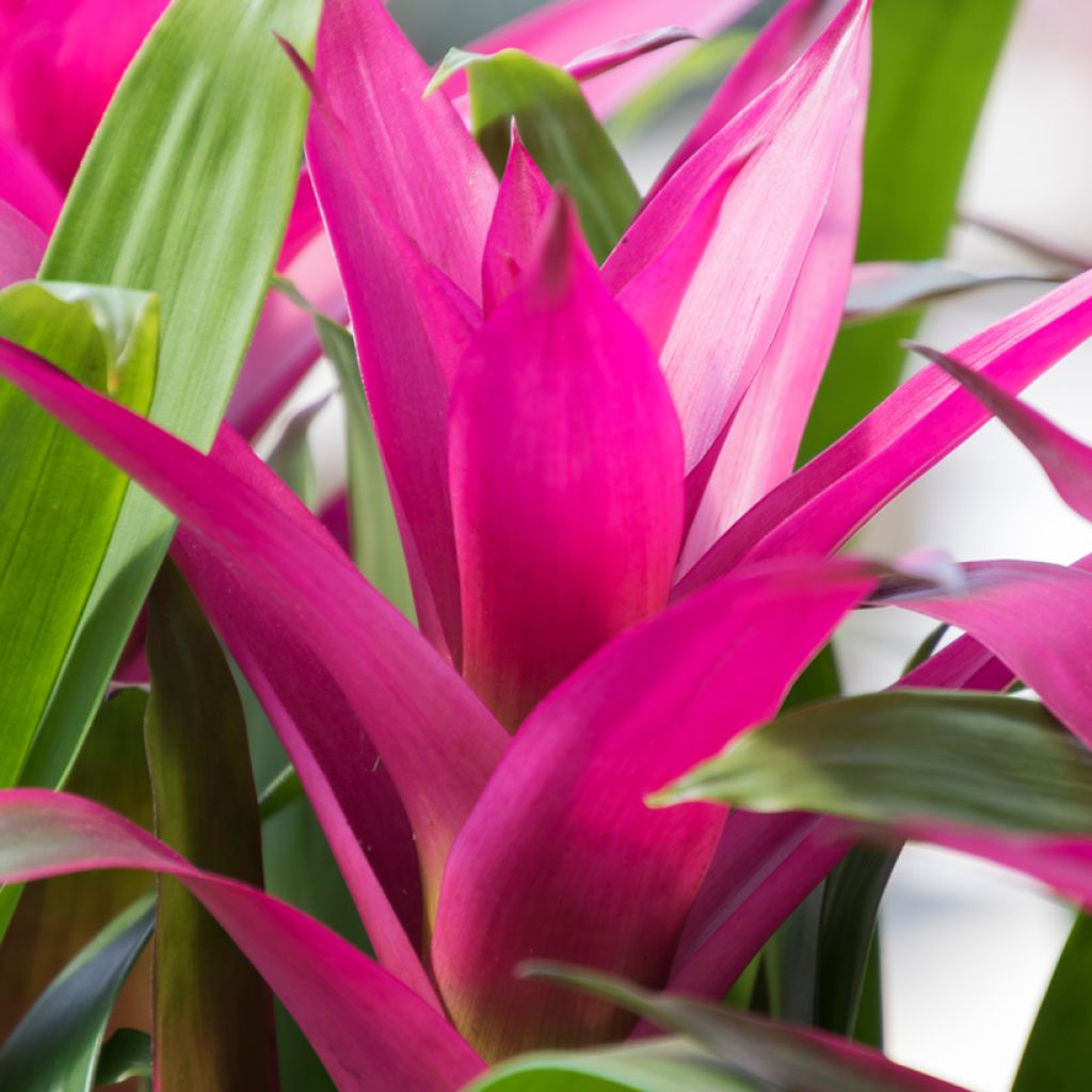 Guzmania Alerta - Luchtbromelia