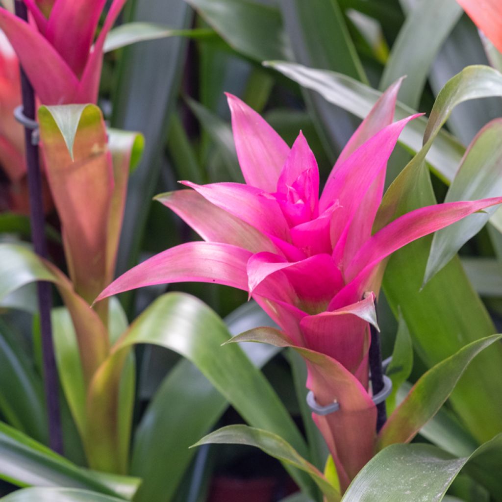 Guzmania Alerta - Luchtbromelia