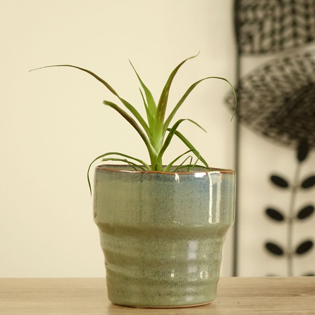 Guzmania Calypso - Bromelia