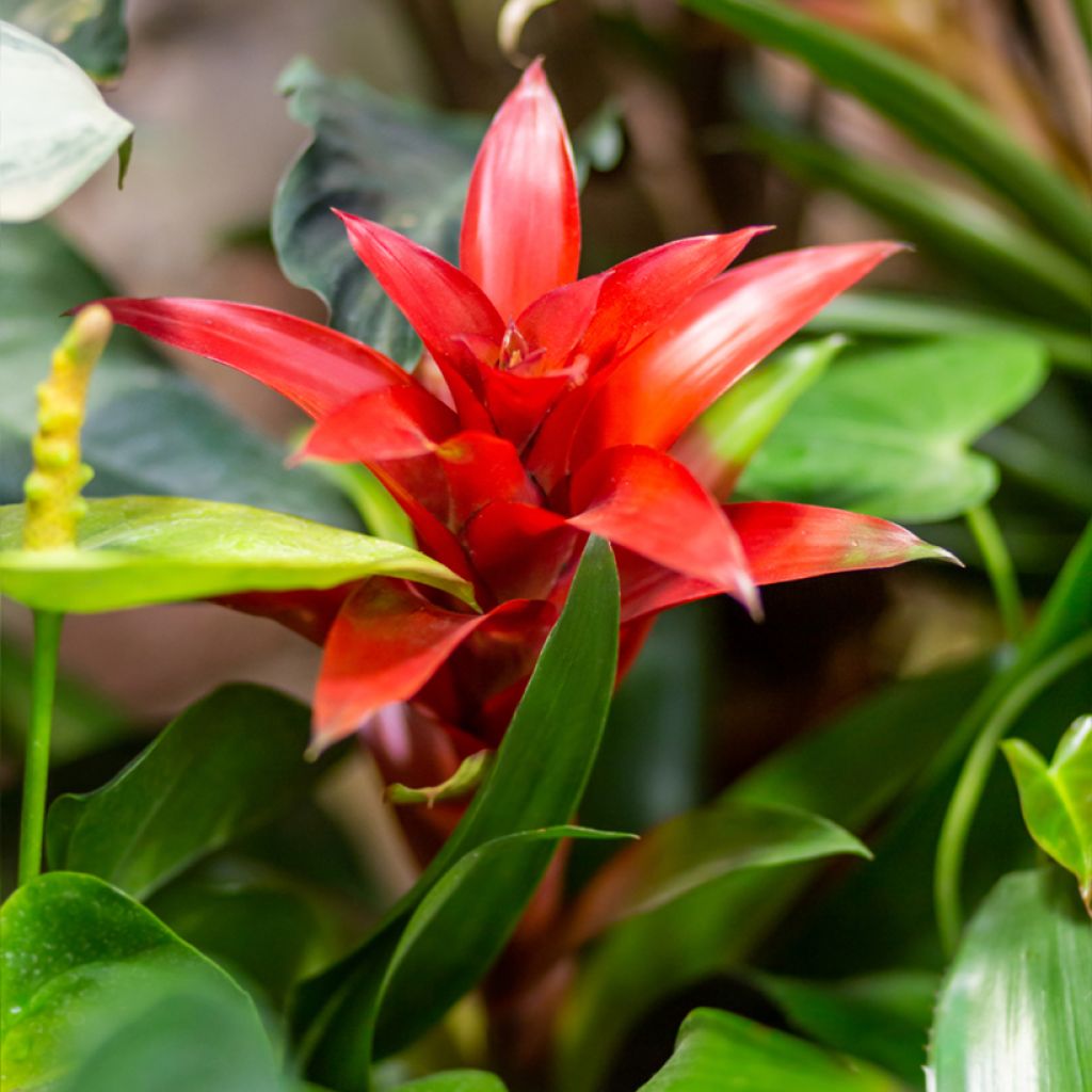 Guzmania Calypso - Bromelia