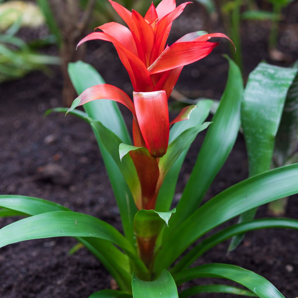 Guzmania Calypso - Bromelia