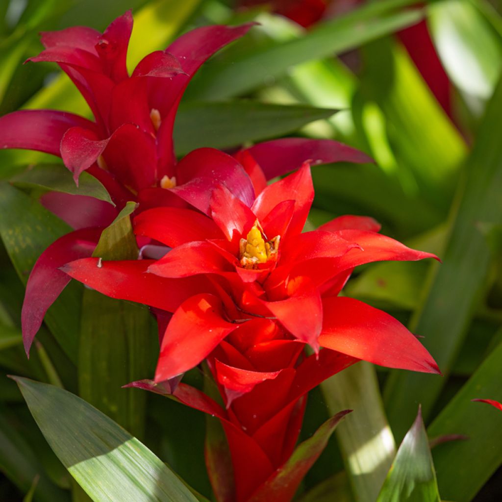 Guzmania Calypso - Bromelia