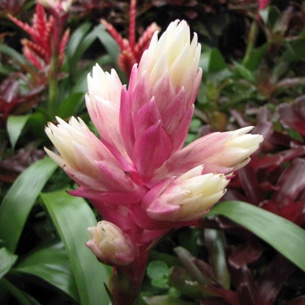 Guzmania Candy - Luchtbromelia