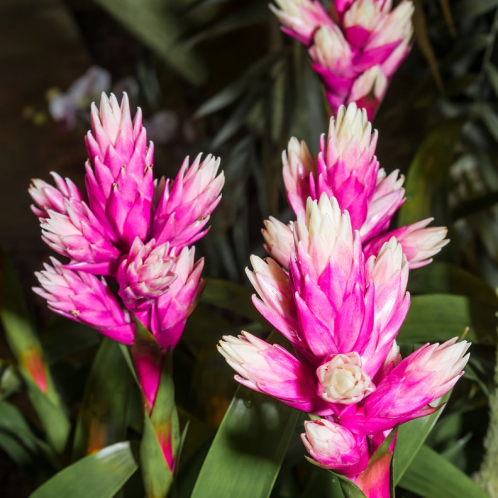 Guzmania Candy - Luchtbromelia