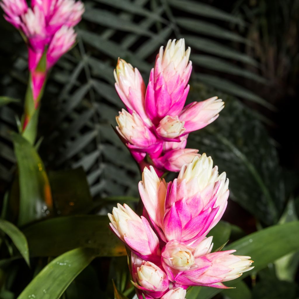 Guzmania Candy - Luchtbromelia
