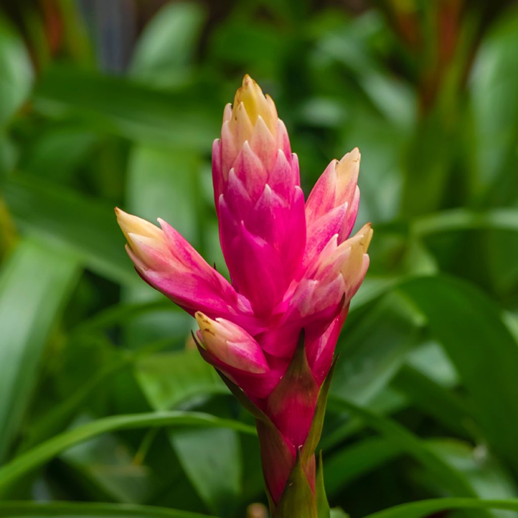 Guzmania Candy - Luchtbromelia