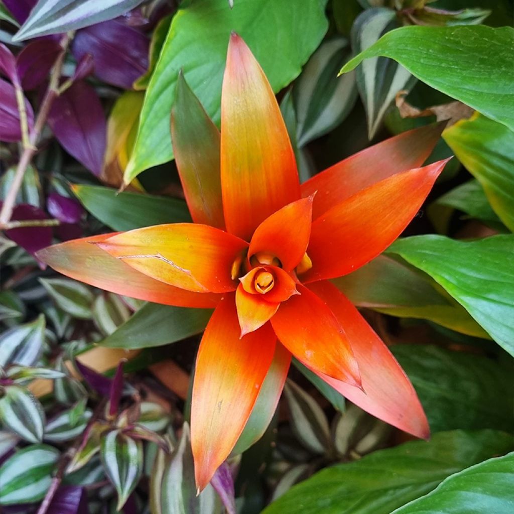 Guzmania Flava - Luchtbromelia