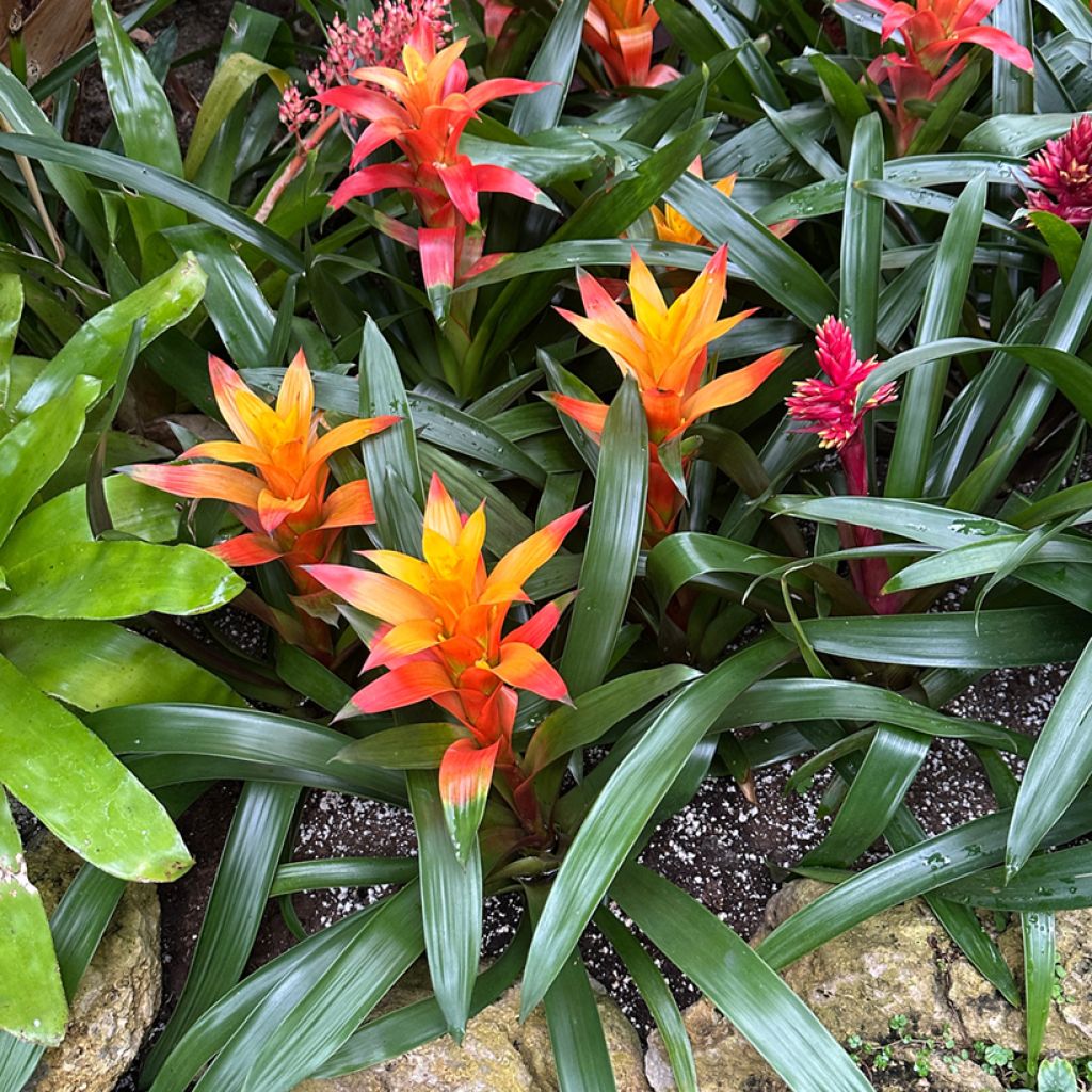 Guzmania Flava - Luchtbromelia