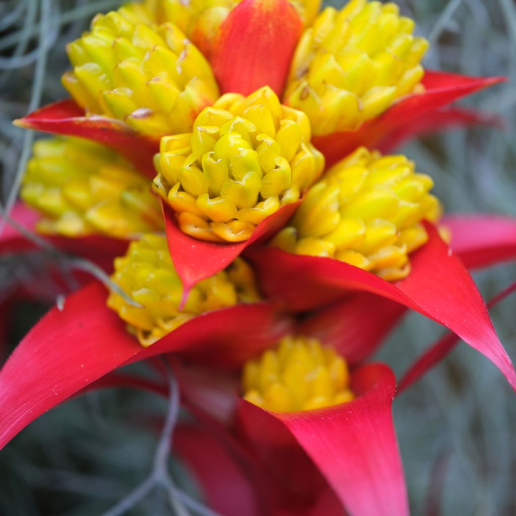 Guzmania Limones - Luchtbromelia