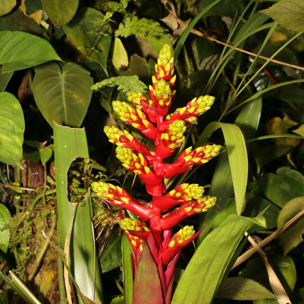 Guzmania Loja - Luchtbromelia