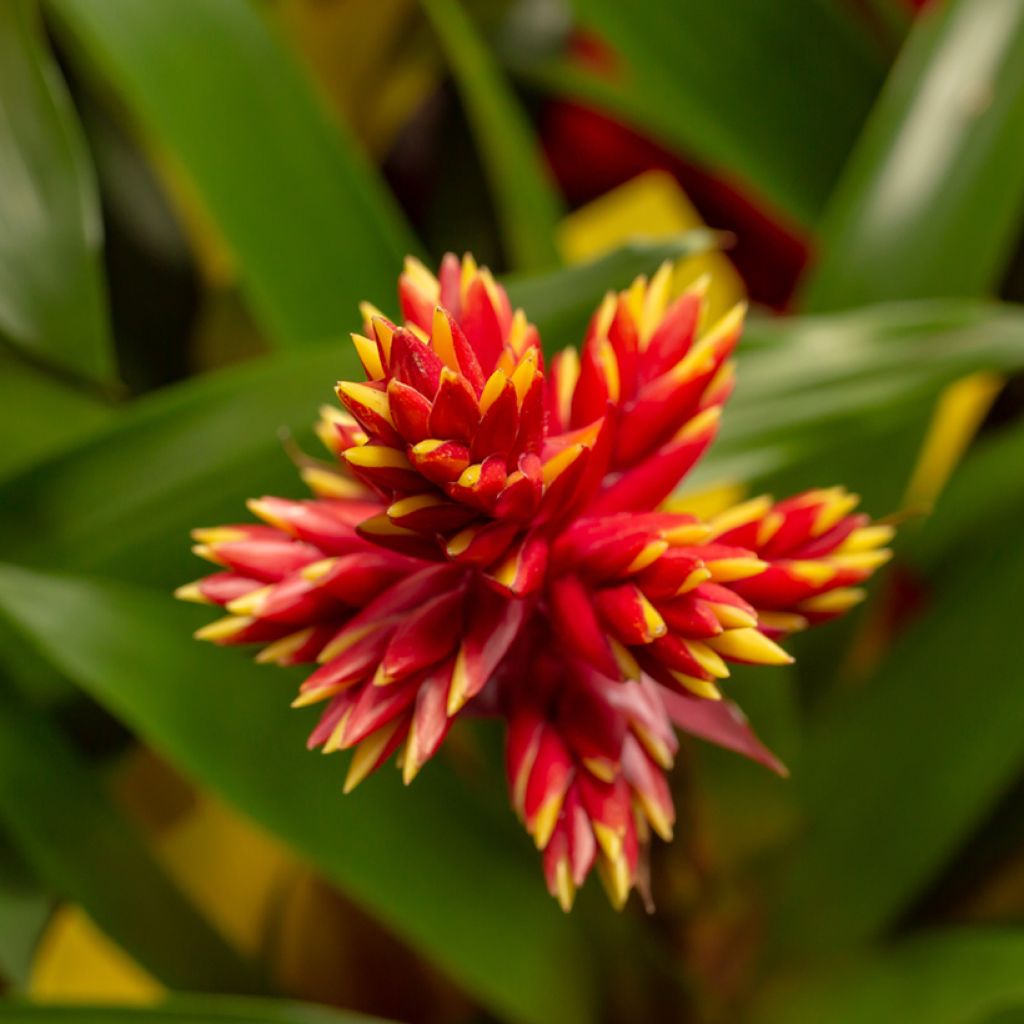 Guzmania Loja - Luchtbromelia