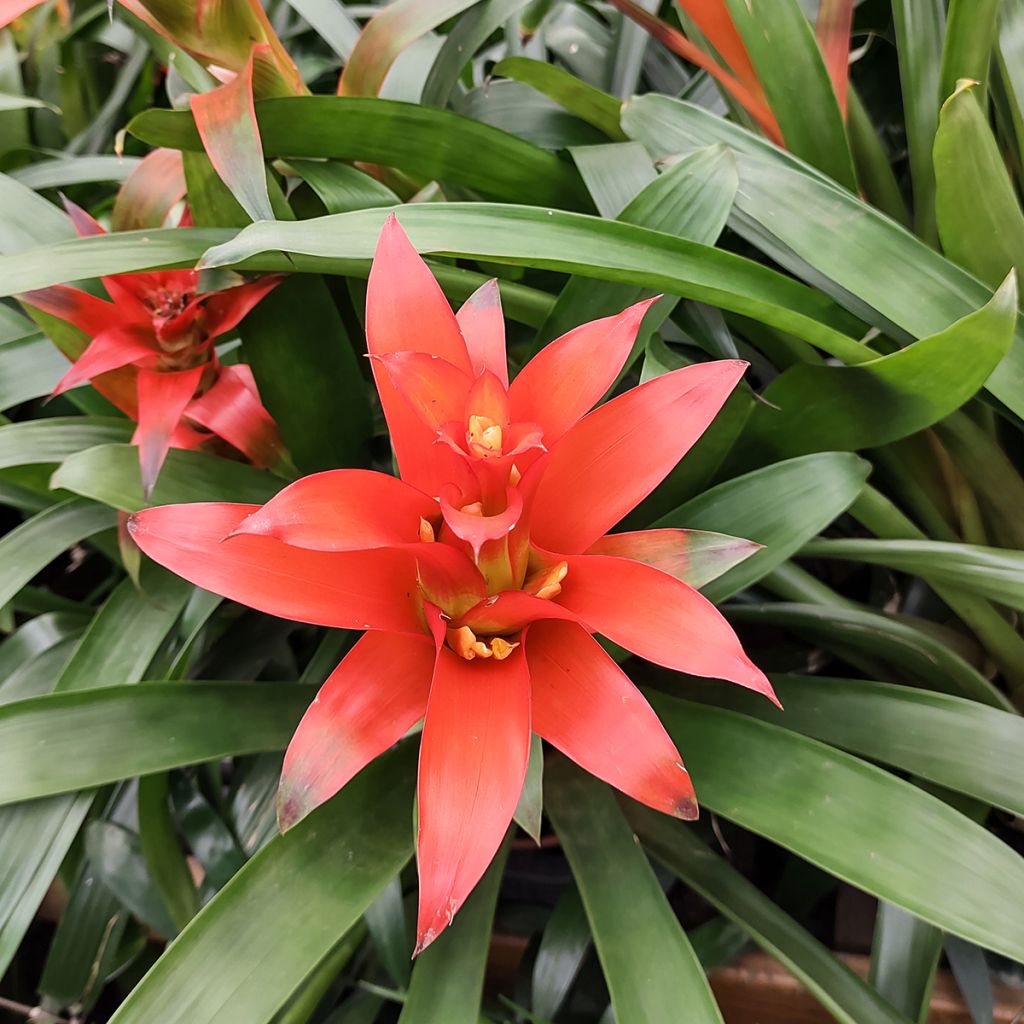 Guzmania Melissa - Bromelia