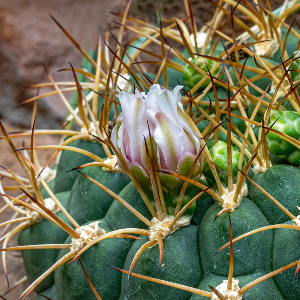 Gymnocalycium baldianum - Spincactus