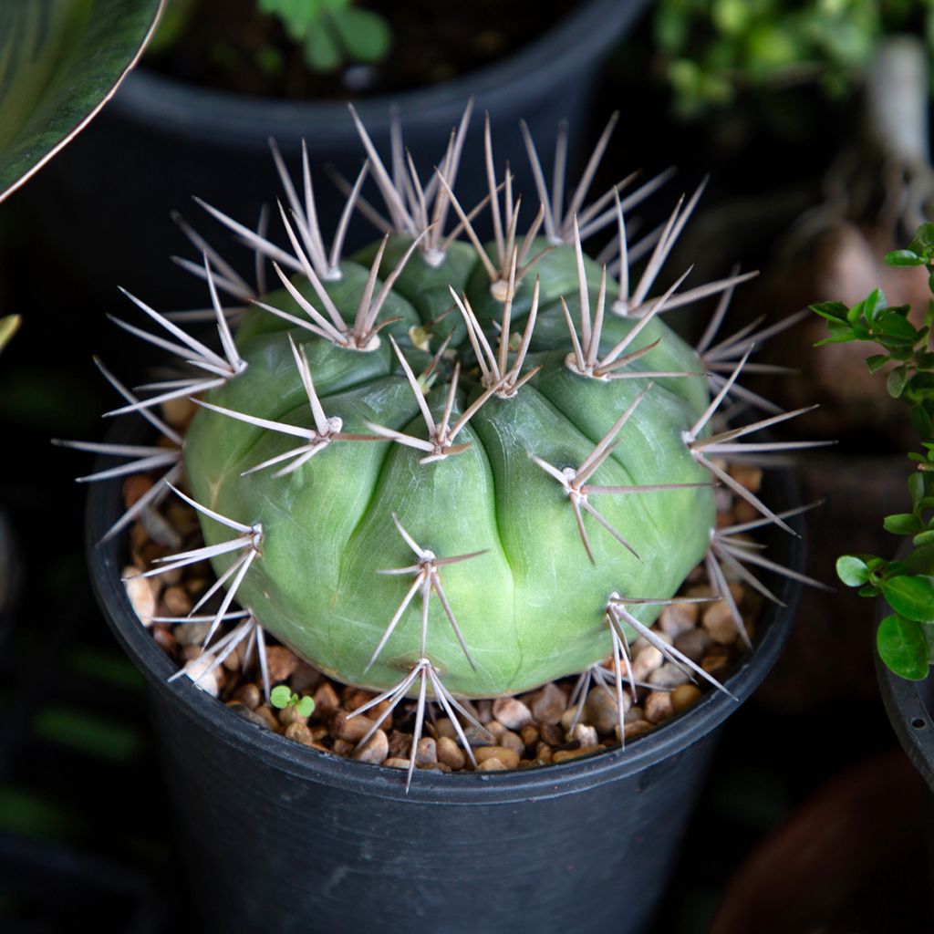 Gymnocalycium baldianum - Spincactus