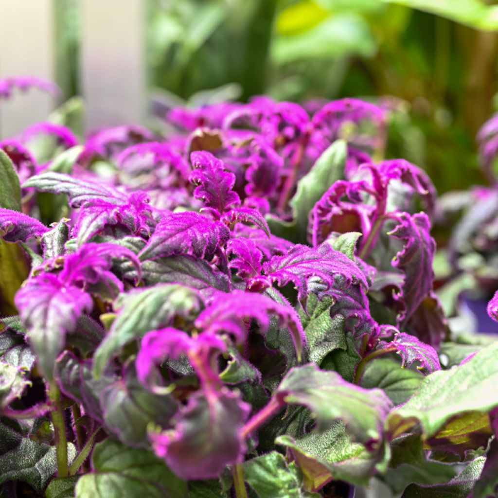 Gynura aurantiaca - Fluweelplant