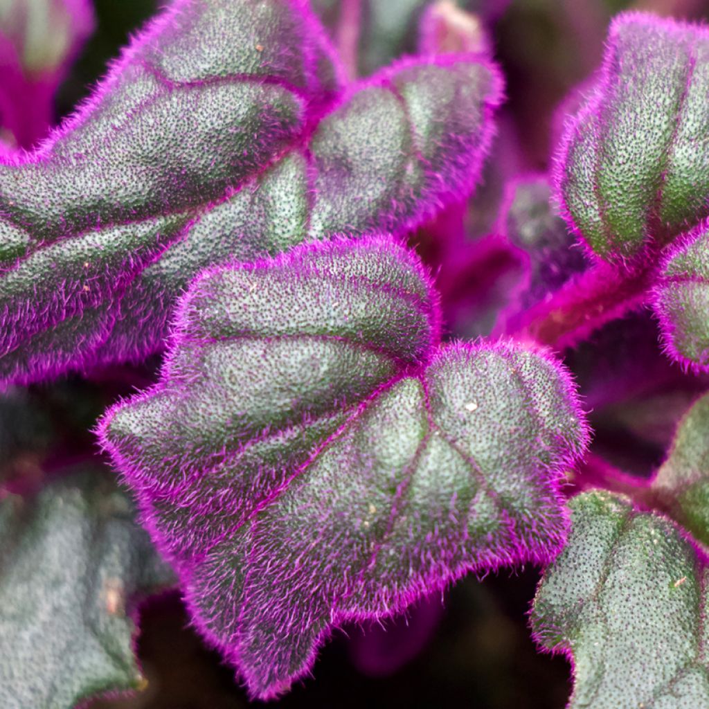 Gynura aurantiaca - Fluweelplant