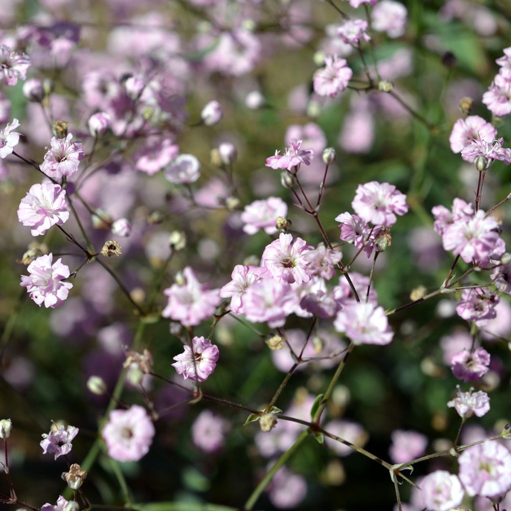 Gypsophila paniculata Festival Pink Lady - Bruidssluier