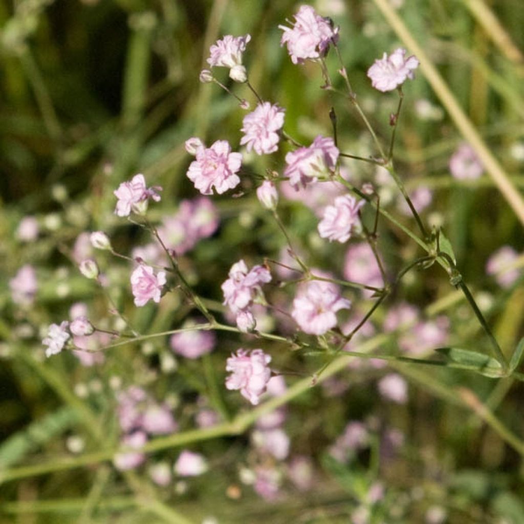 Gypsophila paniculata Flamingo - Bruidssluier