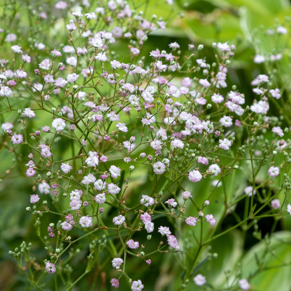 Gypsophila paniculata Flamingo - Bruidssluier