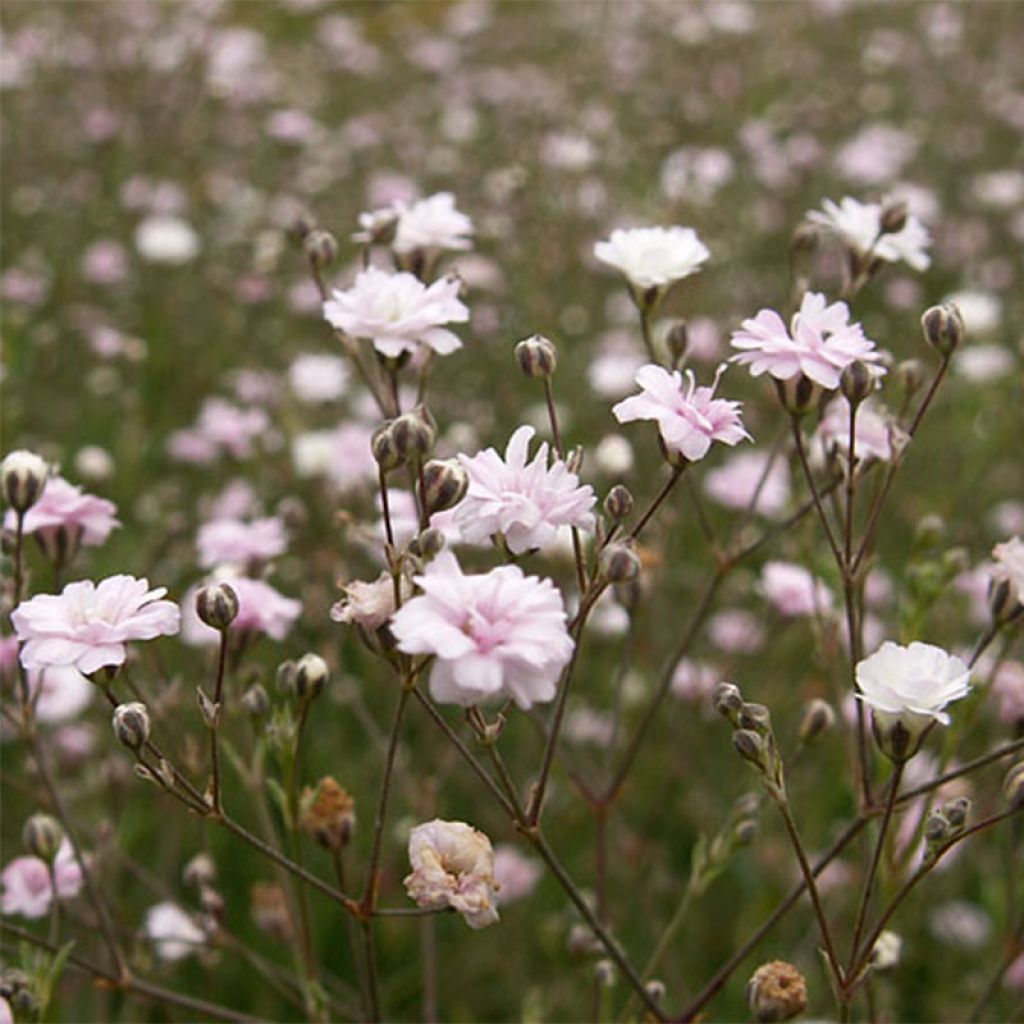 Gypsophila repens Rosa Schönheit - Kruipend gipskruid