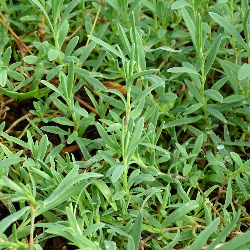 Gypsophila repens Rosa Schönheit - Kruipend gipskruid