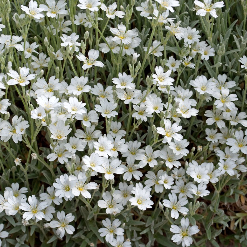 Gypsophila repens Wit - Kruipend gipskruid