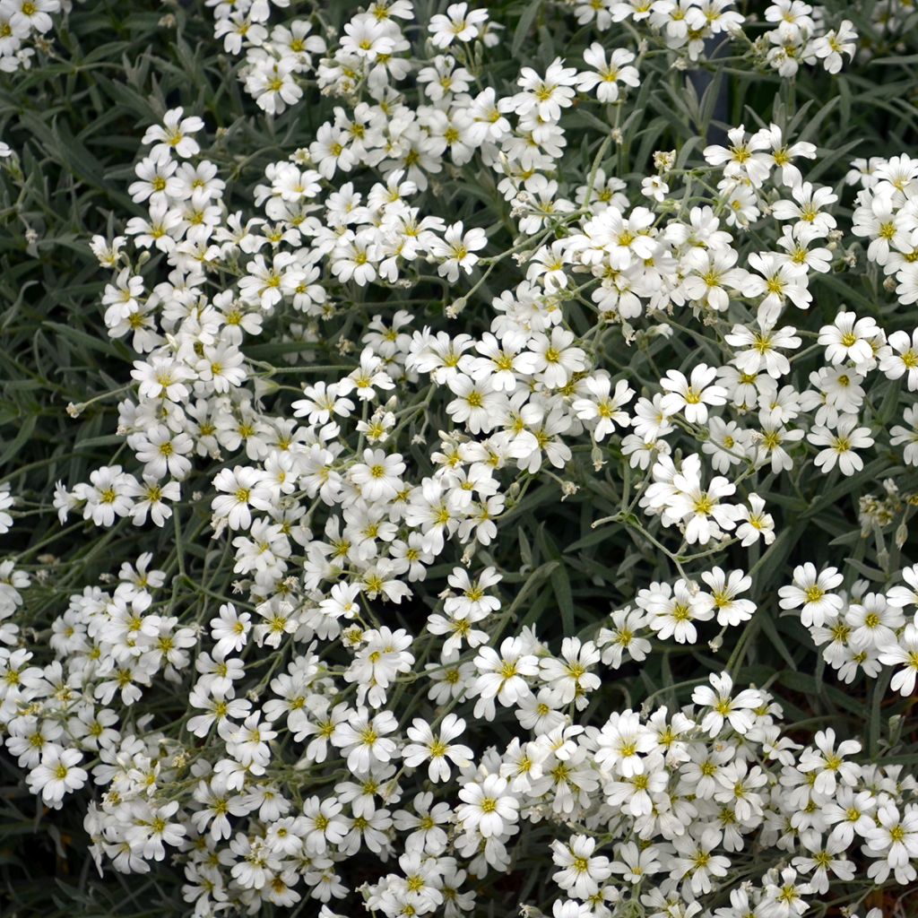 Gypsophila repens Wit - Kruipend gipskruid