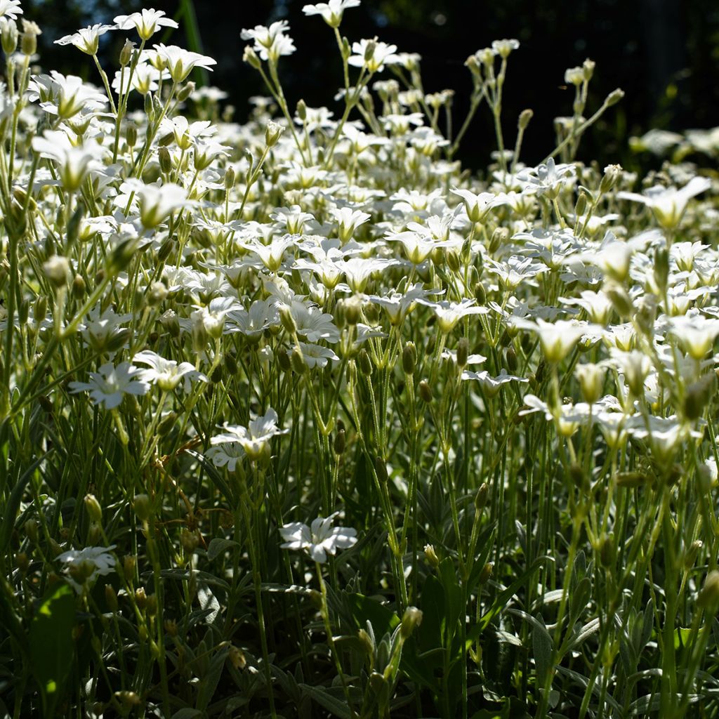 Gypsophila repens Wit - Kruipend gipskruid