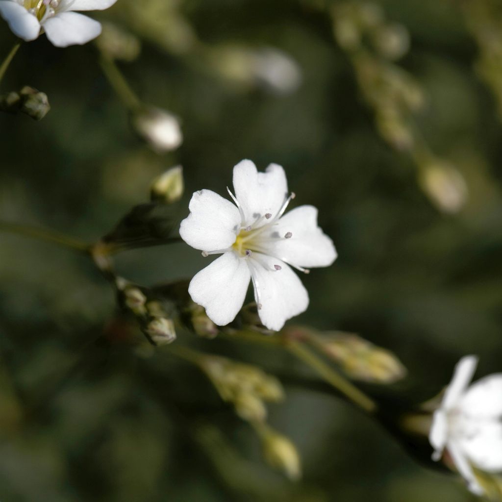 Gypsophila repens Wit - Kruipend gipskruid