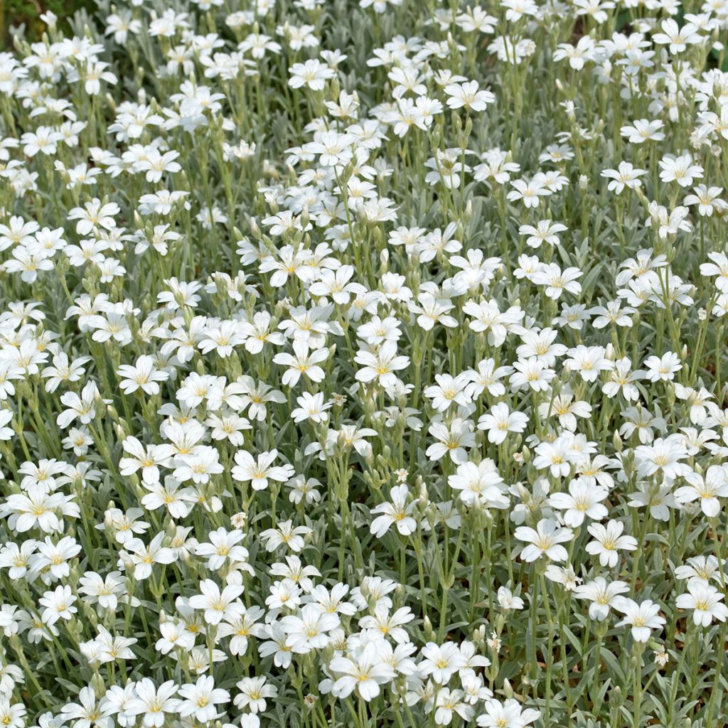 Gypsophila repens Wit - Kruipend gipskruid