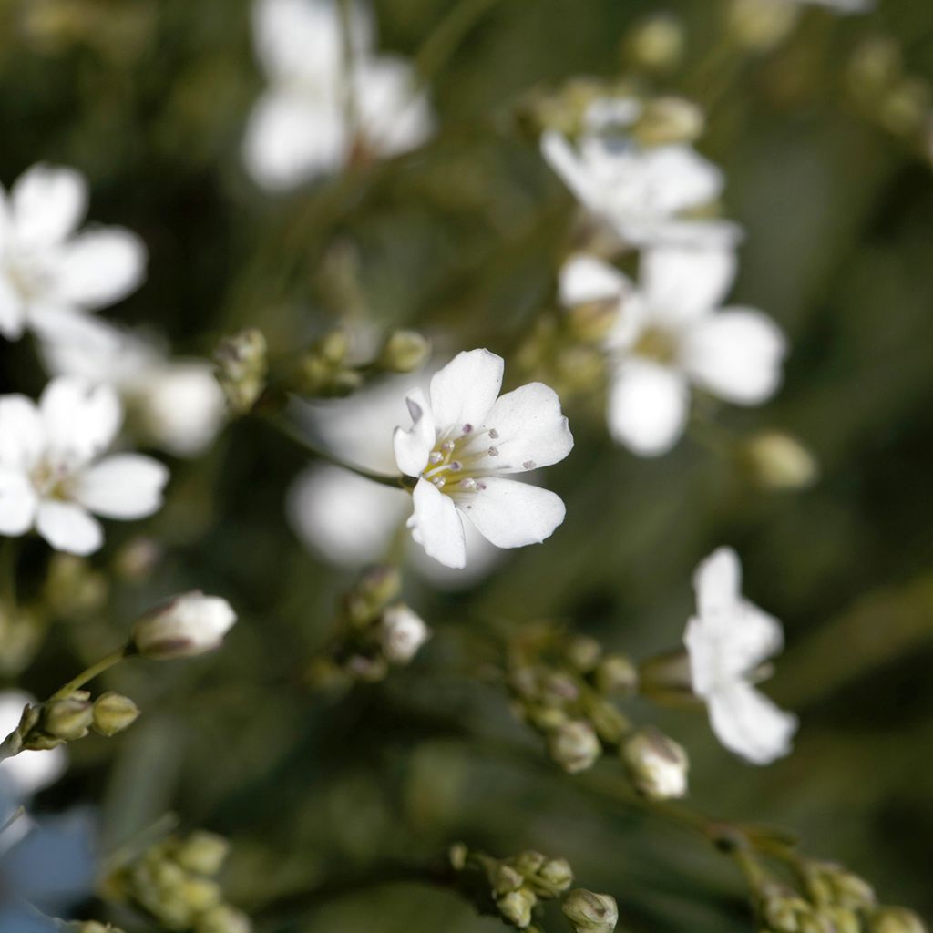 Gypsophila repens Wit - Kruipend gipskruid