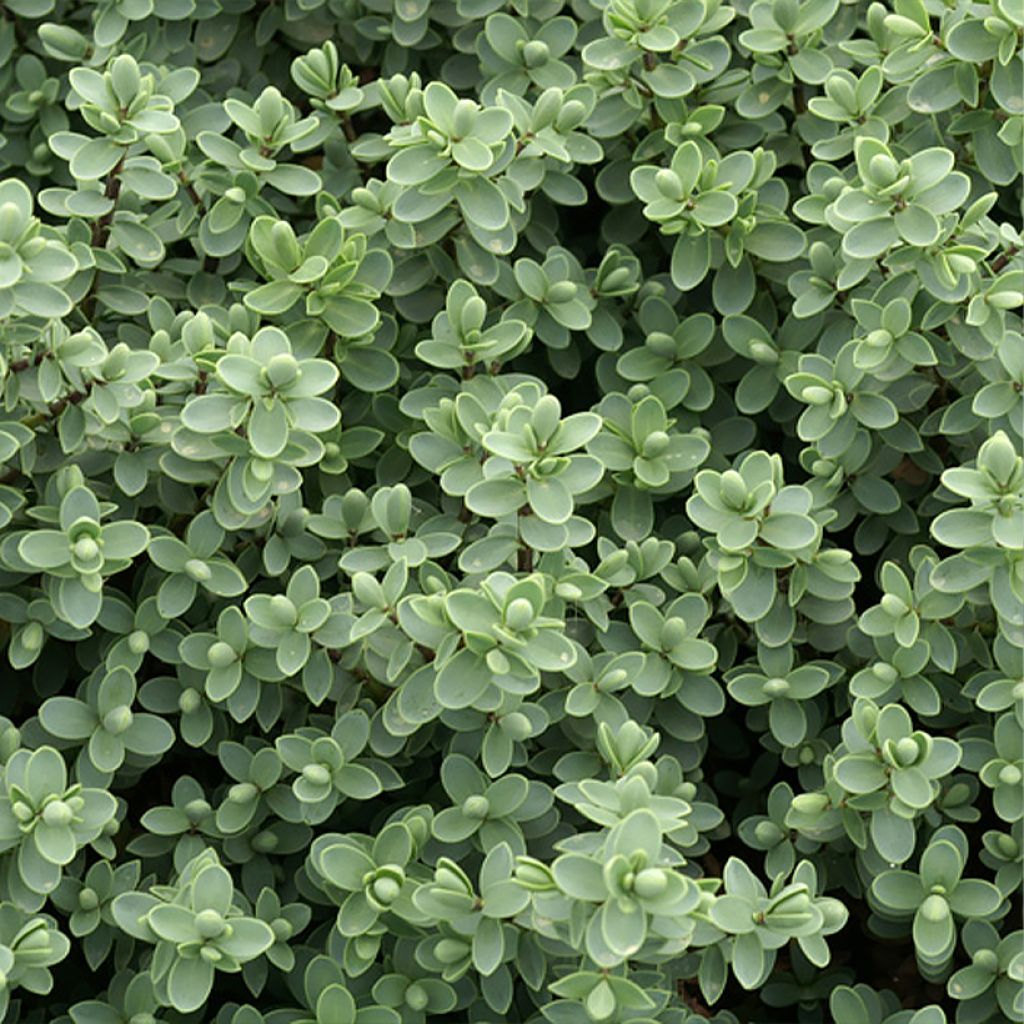 Hebe carnosula - Struikveronica