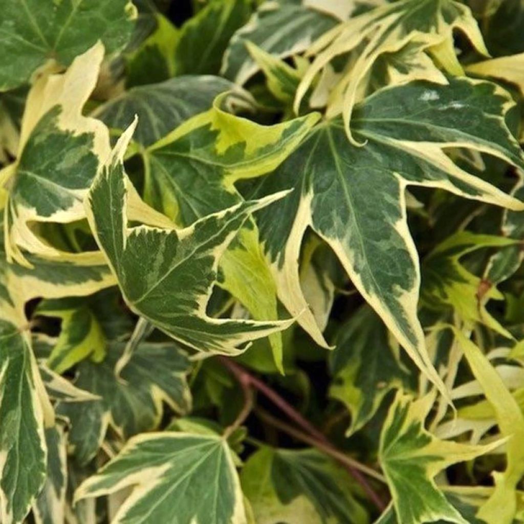 Hedera Yellow Ripple - Klimop
