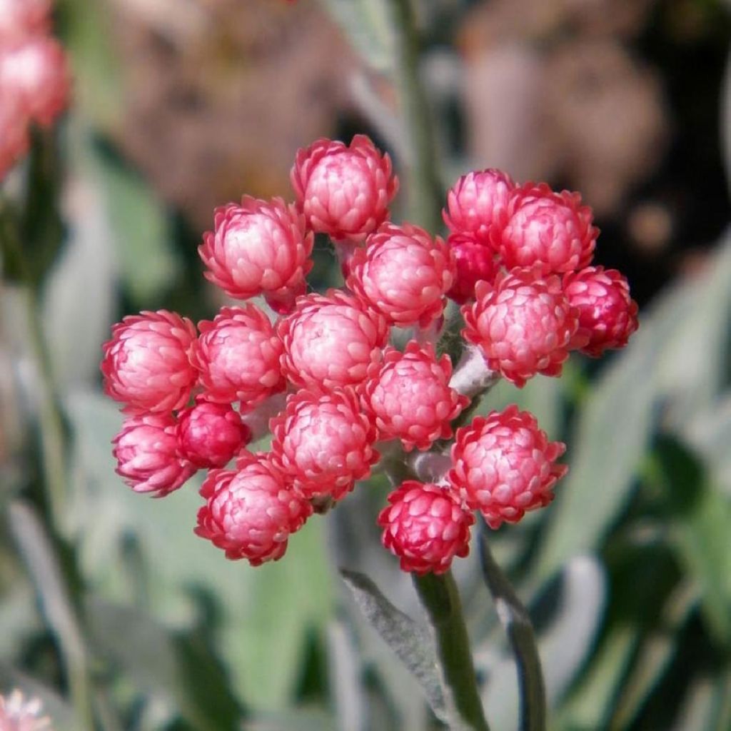 Helichrysum amorginum Ruby Cluster - Kerrieplant