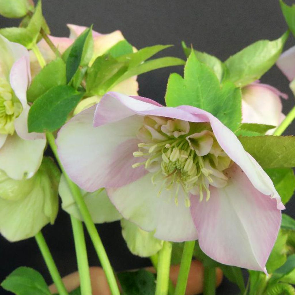 Helleborus Grace Elizabeth - Lenteroos