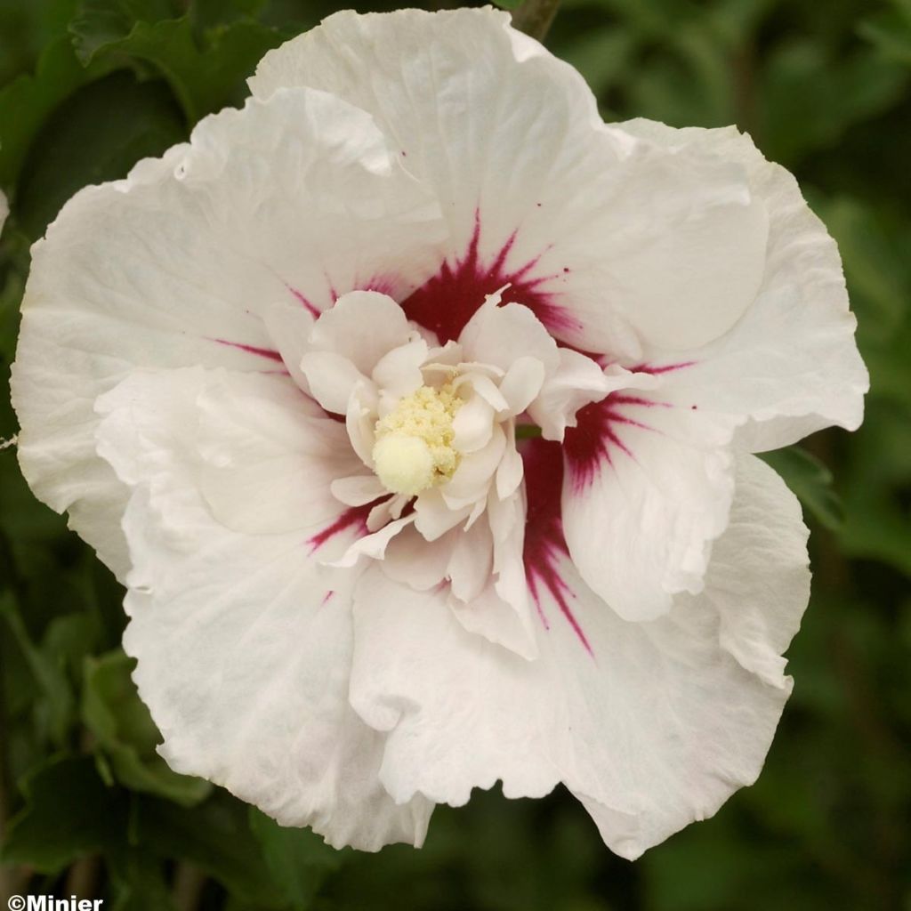 Hibiscus syriacus French Point - Tuinhibiscus